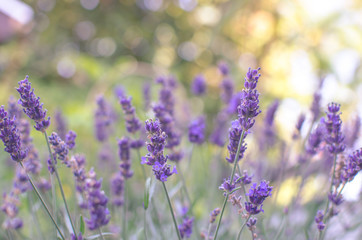 Fototapeta premium Lavender flower background with bokeh
