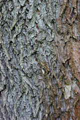 bark of the tree texture