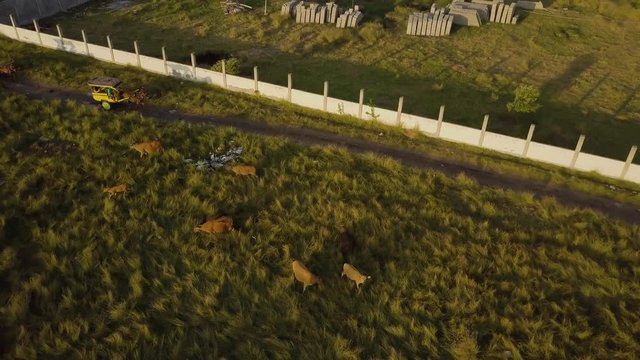 Nice droneshot in the countryside of the island Gili Trawagan in Indonesia with cows eating grass.