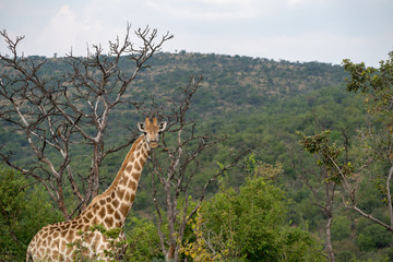 Giraffe (Giraffa), Südafrika, Afrika