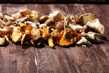 variety of raw mushrooms on grey table. oyster and other fresh mushrooms