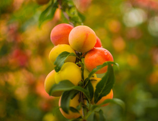 apricot, Pinsk, Belarus
