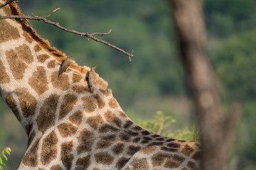 Giraffe (Giraffa) und  Rotschnabel-Madenhacker (Buphagus erythrorhynchus), Südafrika, Afrika