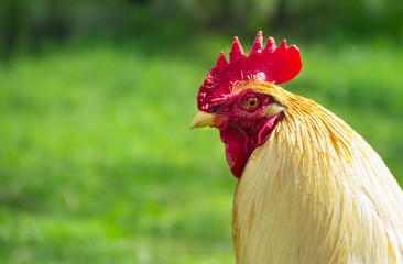 on a green background cock in profile muzzle beak comb red red eyes
