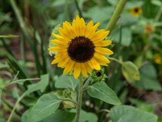lonely sunflower is vibrant and happy