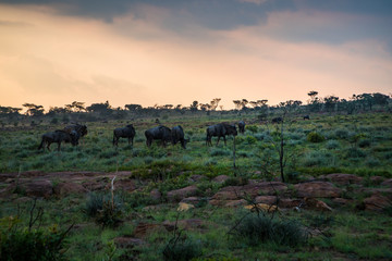 Gnus (Connochaetes), Südafrika, Afrika