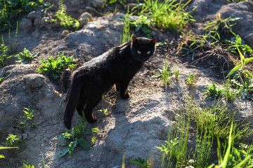 Naklejka premium Black cat 