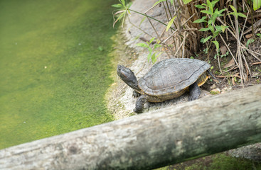 painted turtle enjoying the hot sun
