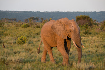 Fototapeta na wymiar Elefanten (Elephantidae), Südafrika, Afrika