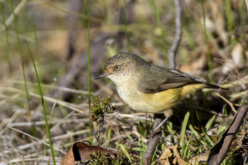 Buff-rumped Thornbill (Acanthiza reguloides) race 