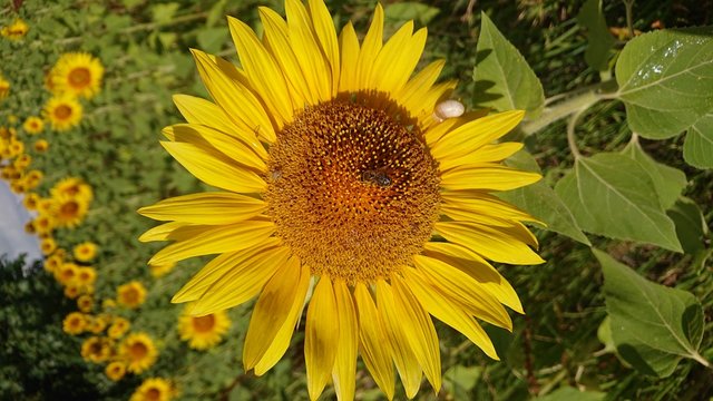 Sonnenblume im Feld 
