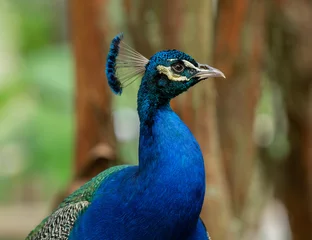 Fototapeten vibrant peacock poses for a side profile © J.A.