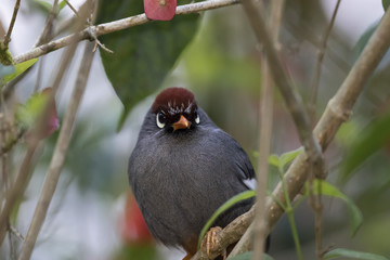 Chestnut-capped Laughingthrush (Garrulax mitratus) race 