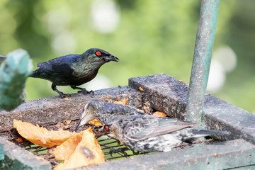 Asian Glossy Starling (Aplonis panayensis) race 