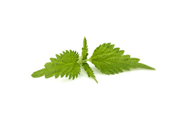 Fresh leaves of nettle isolated.