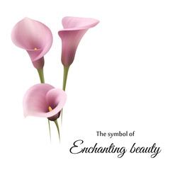 Realistic pink calla lily. The symbol of Enchanting beauty.