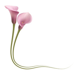 Realistic pink calla lily frame, corner. The symbol of Enchanting beauty.