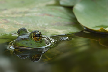 American bullfrog in lily pond.