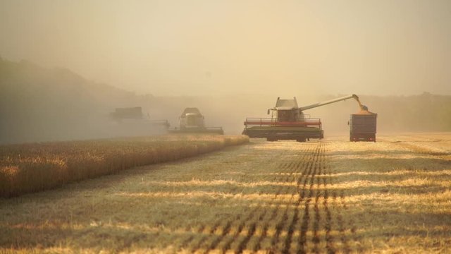 Harvesting of wheat. Combine harvesters at work. 