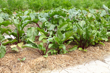 Beetroot grows in a bed under mulch from dry grass. Organic farming on its own plot.