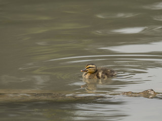 mallard chick swims in the pond