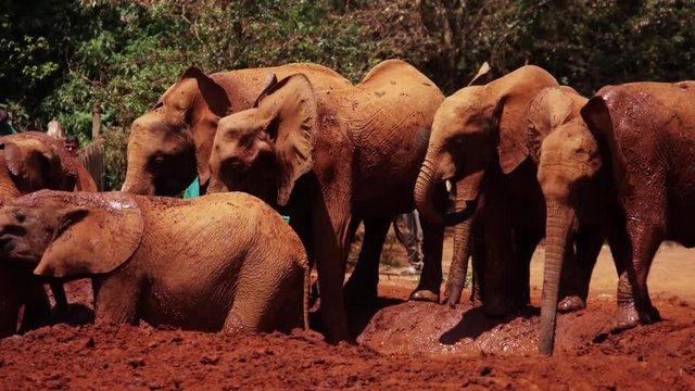 Tourists watching elephants in their natural habitat in Africa(RedTech)(Slowmo)