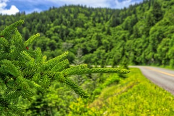 Balsam Fir trees on the Parkway