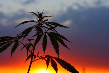 Silhouette of cannabis and marijuana in sunlight. Ganja, hemp on blurred background with warm shades of the setting sun. Concept of drug cultivation in Netherlands