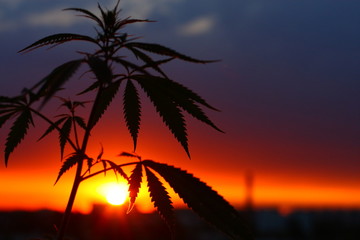 Obraz premium Silhouette of cannabis and marijuana in sunlight. Ganja, hemp on blurred background with warm shades of the setting sun. Concept of drug cultivation in Netherlands
