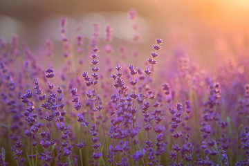 Obraz premium Lavender Field. Beautiful Violet Flowers