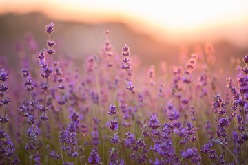 Fototapeta premium Lavender Field. Beautiful Violet Flowers