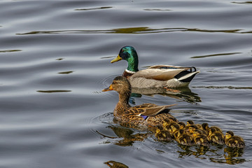 Obraz premium Duck Family Swimming