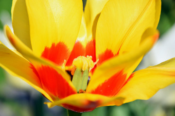 Close up of yellow blooming tulip in sunny garden, tulip detail