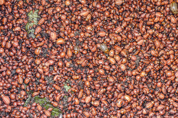 Heap of Colorado beetle collected on potato field. Texture background