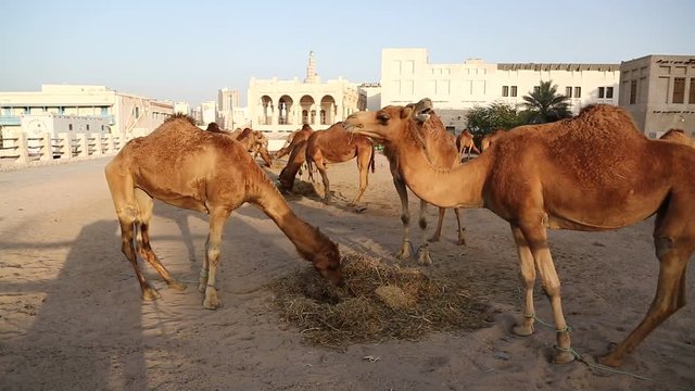 Camels eats hay at Souq Waqif market in Doha - capital and most populous city in Qatar, Persian Gulf, Arabian Peninsula, Middle East