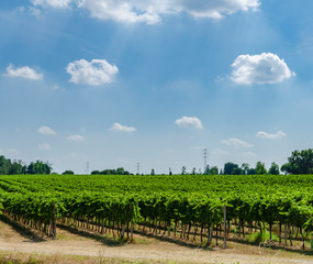 Fototapeta na wymiar Rows of vines close to lake Garda in northern Italy on a sunny day with a beautiful sky