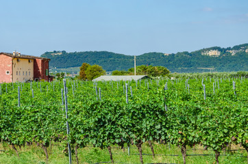Fototapeta na wymiar Vines with clusters of red grapes close to lake Garda northern Italy on a sunny day