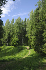 Footpath in summer forest
