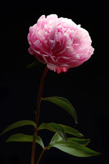 pink pion macro flower 
