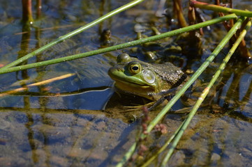 Frog relaxing in the sun in Maine