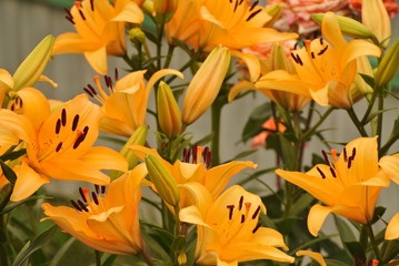 Lilium bulbiferum flowers