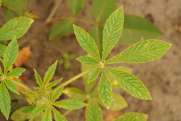 green floral leaves on the ground background