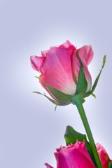 Pink rose studio quality 