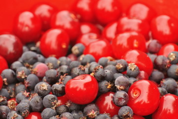 harvest berries: cherry and irga