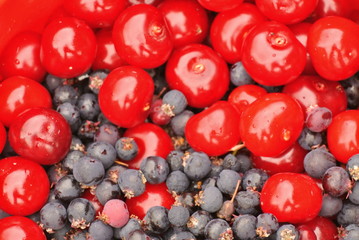 harvest berries: cherry and irga