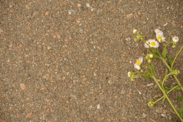 chamomile flowers on the background of asphalt