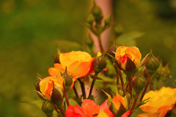 branch of small yellow-orange roses