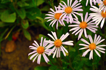 white flowers with a yellow center