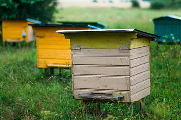  home apiary. wooden hives for bees.