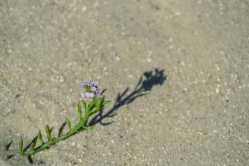 flowers on the sand